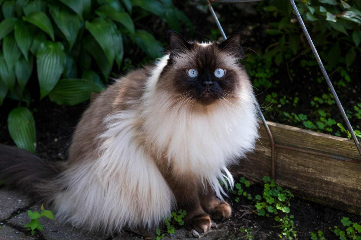 Гималайская Кошка Фото