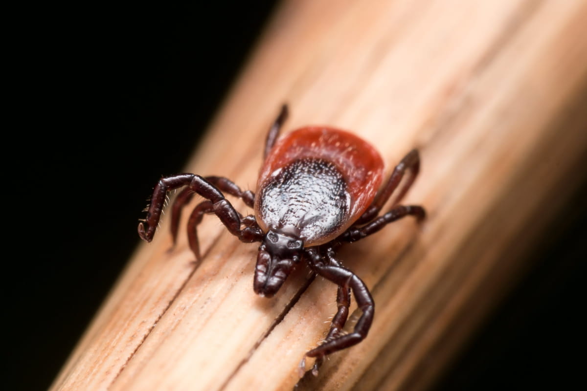 Чорноногий кліщ (Ixodes scapularis)