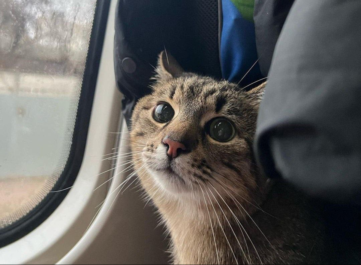 Кот Степан