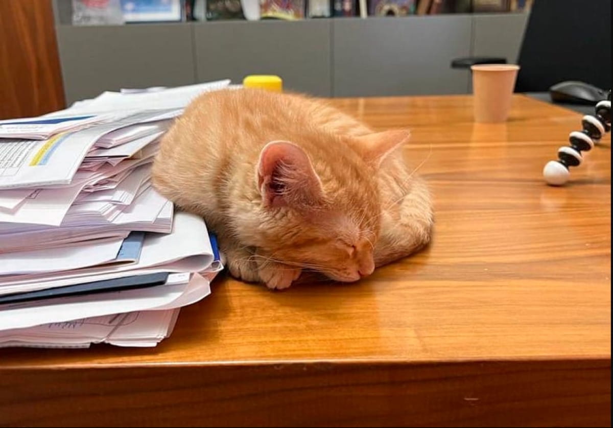 Котенок