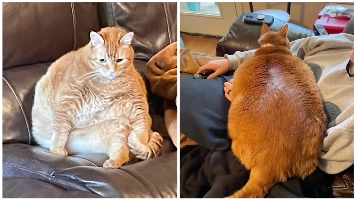 Боб