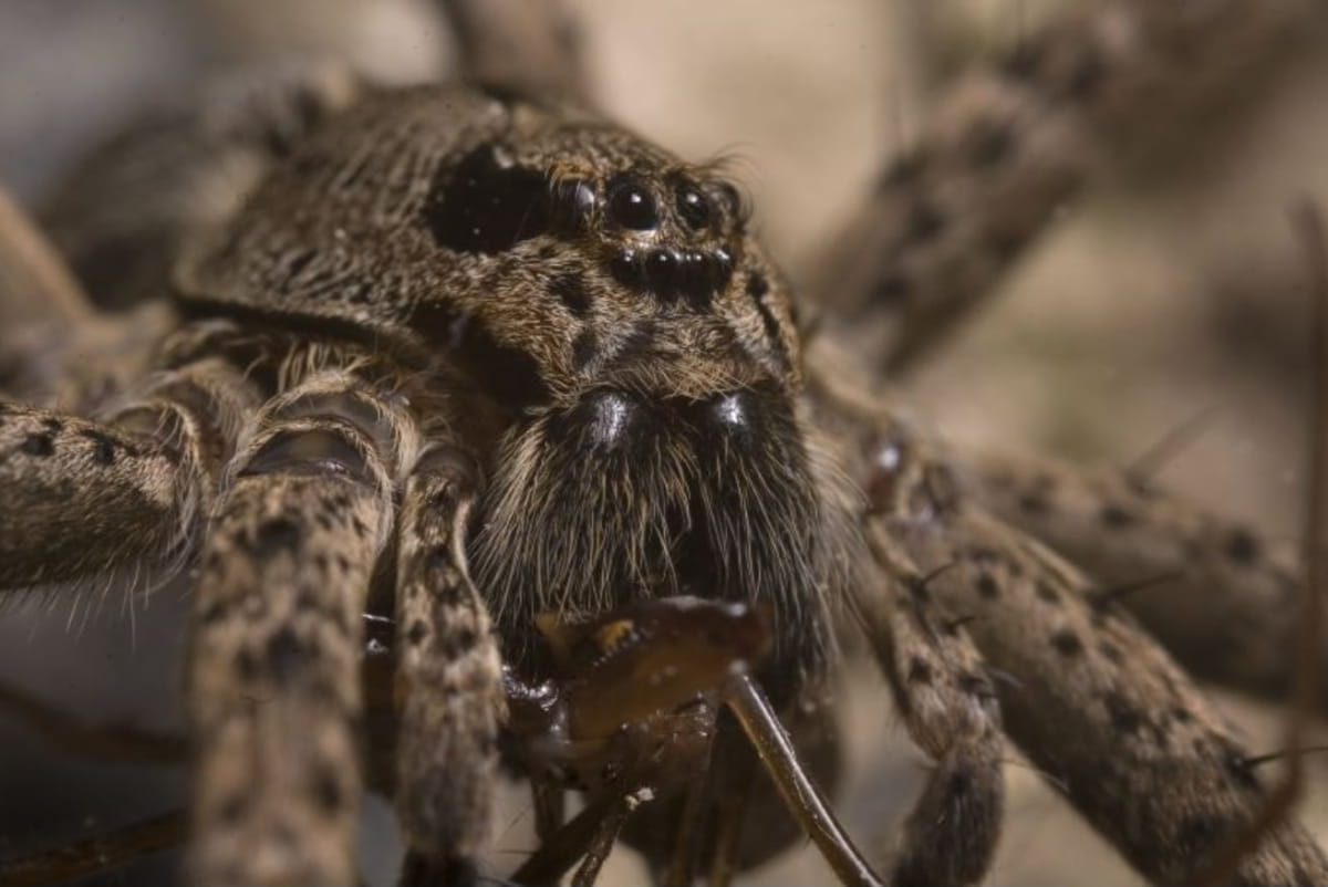 Паук Dolomedes