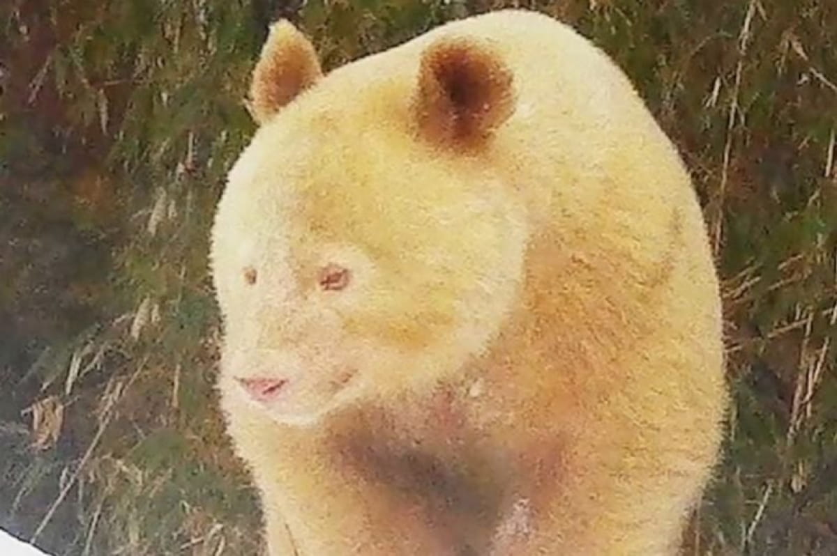 Панда