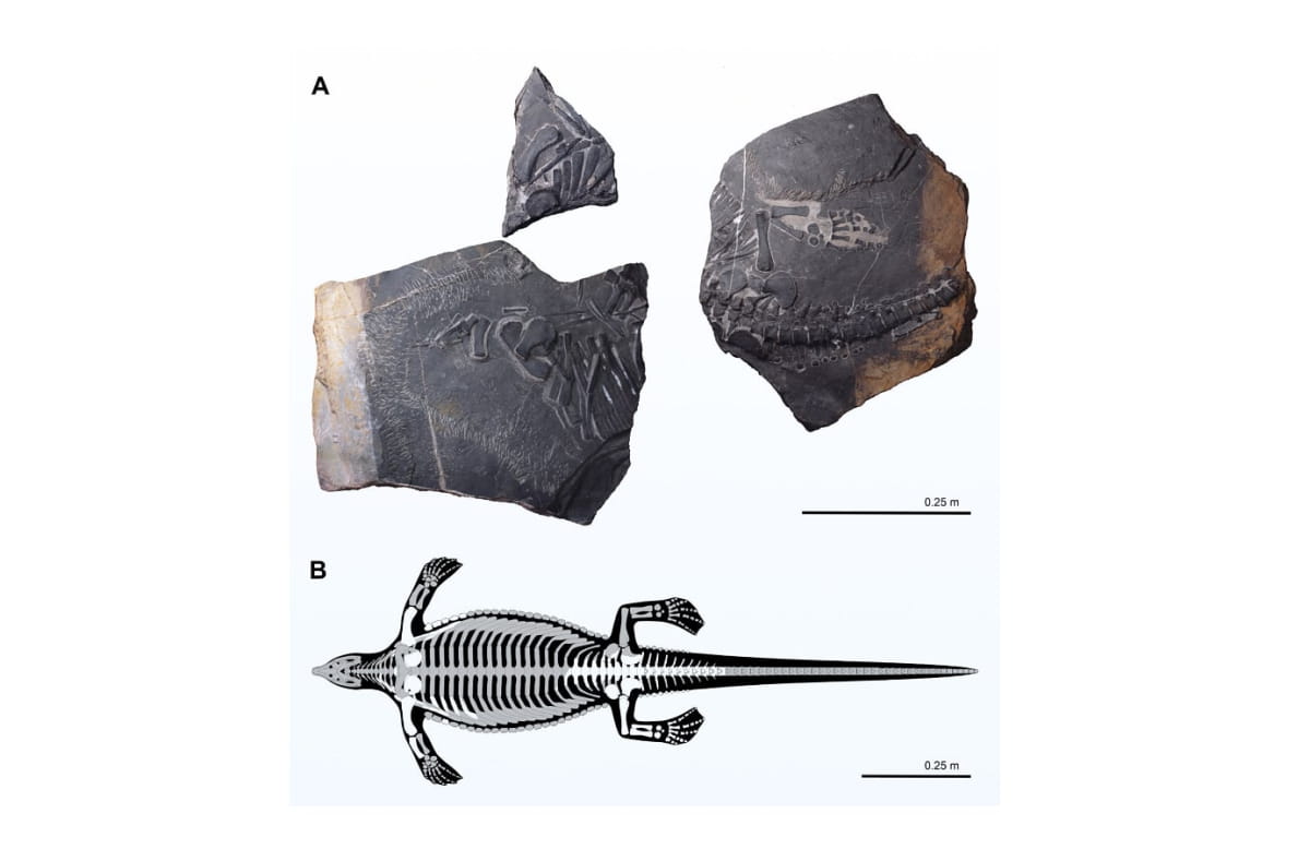Prosaurosphargis yingzishanensis