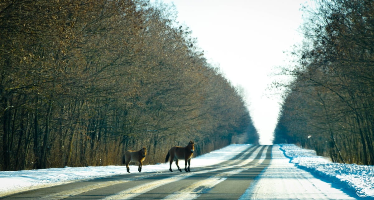 Коні