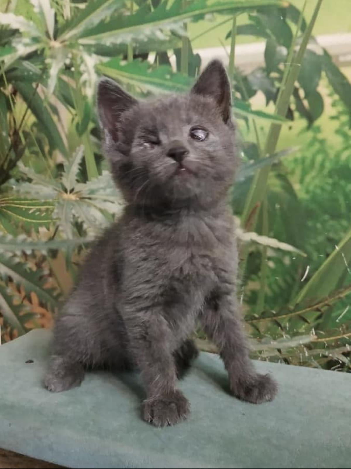 Котенок Саймон