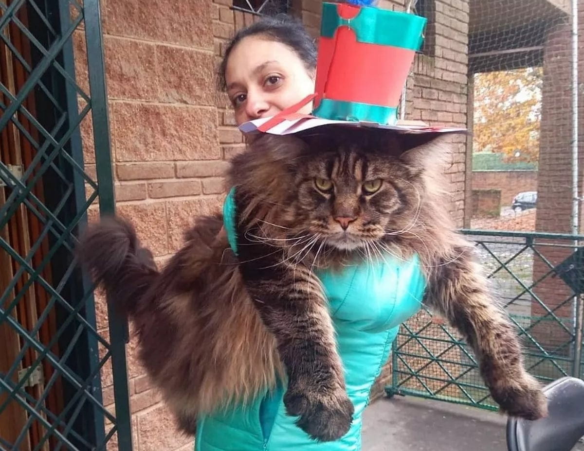 Кот