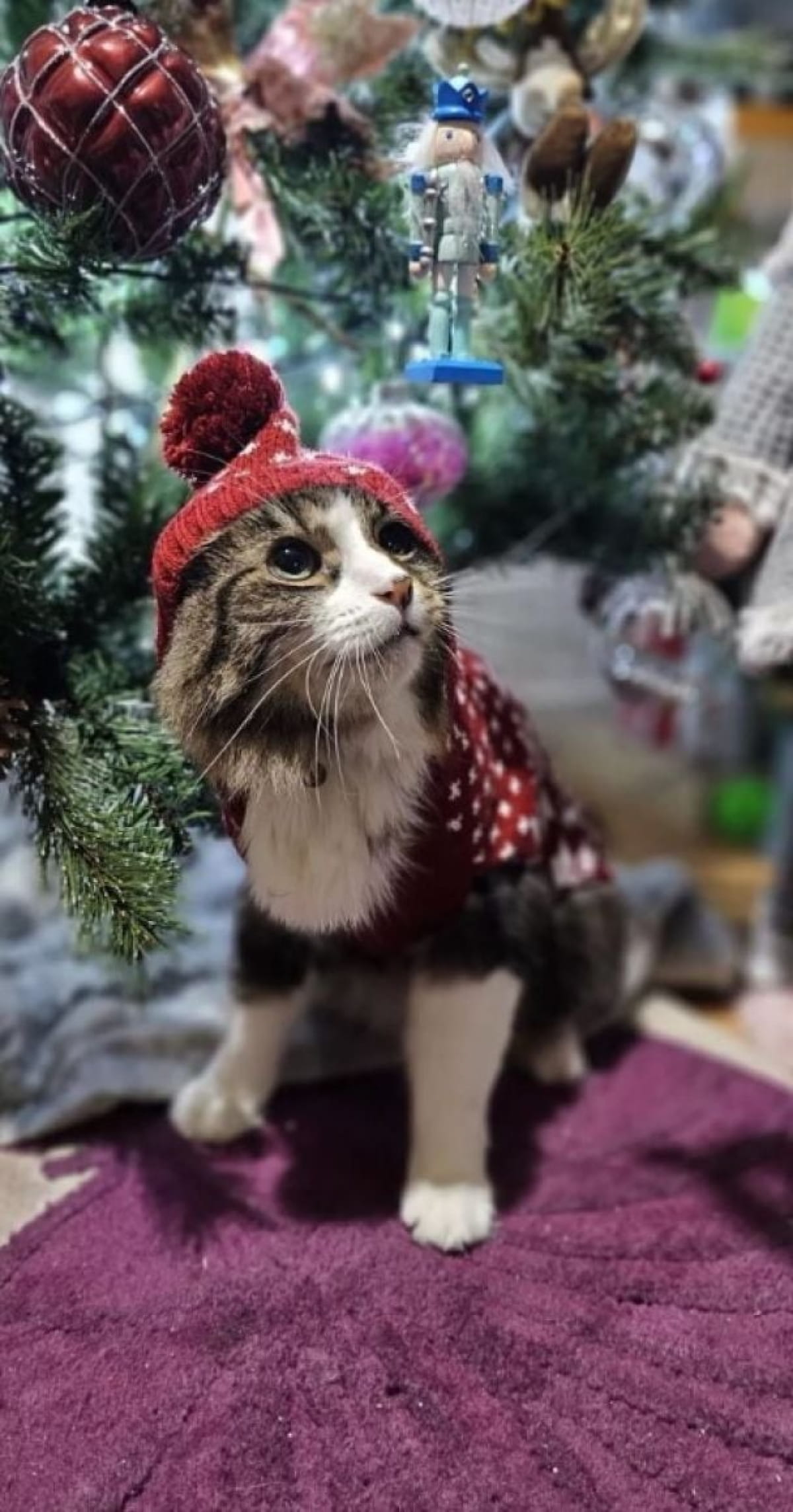 Кот