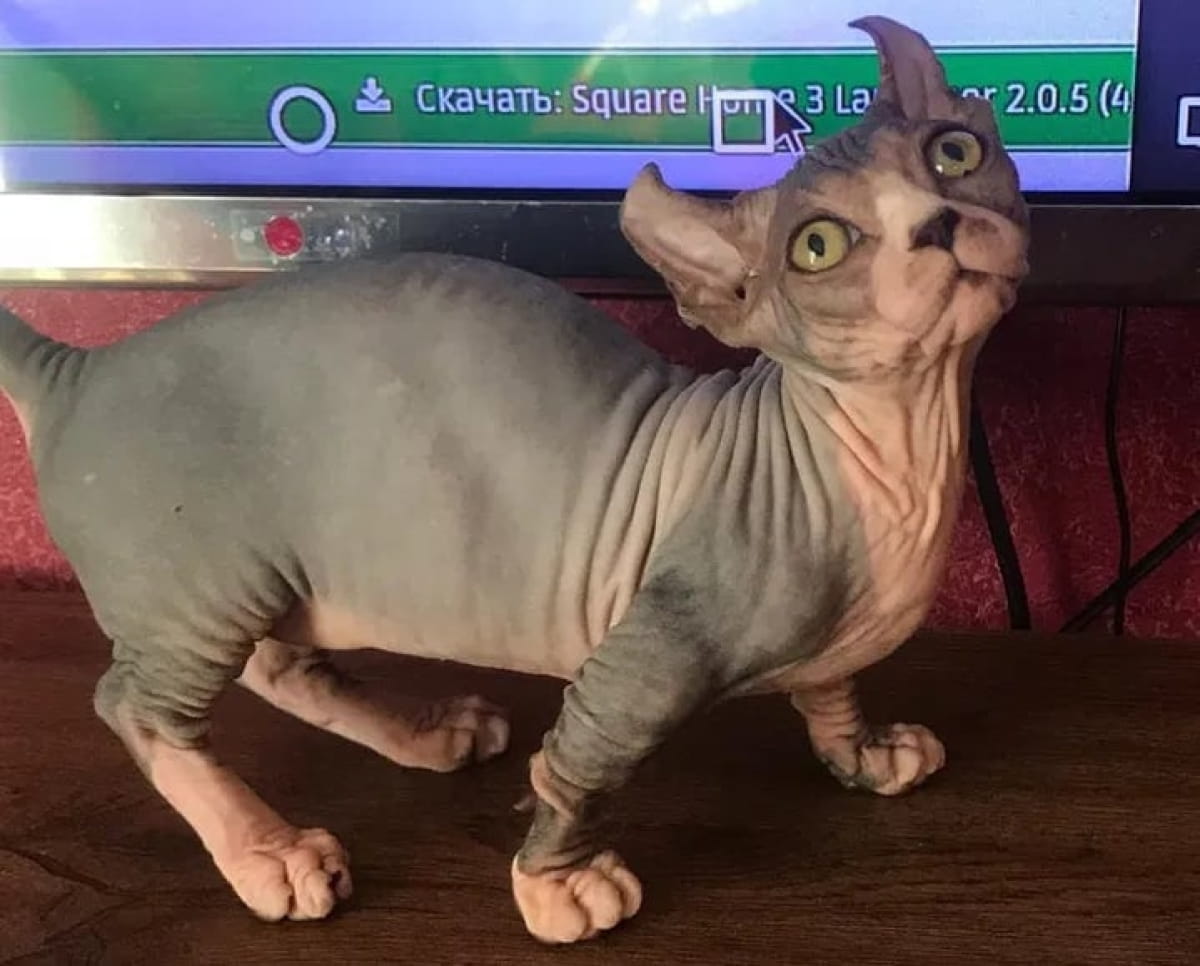 Кошеня