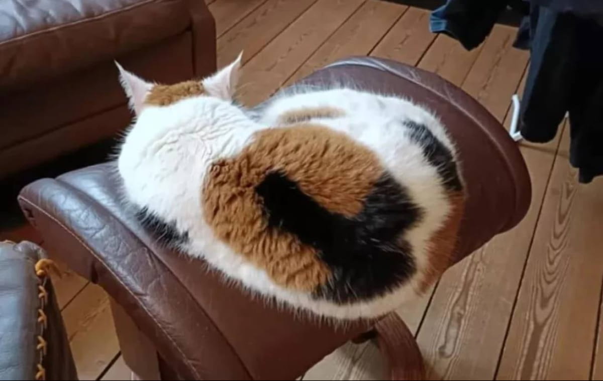 Кот Чили