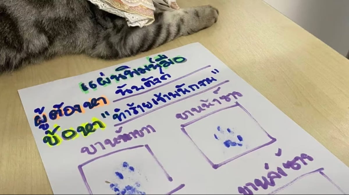 Преступление и кошка