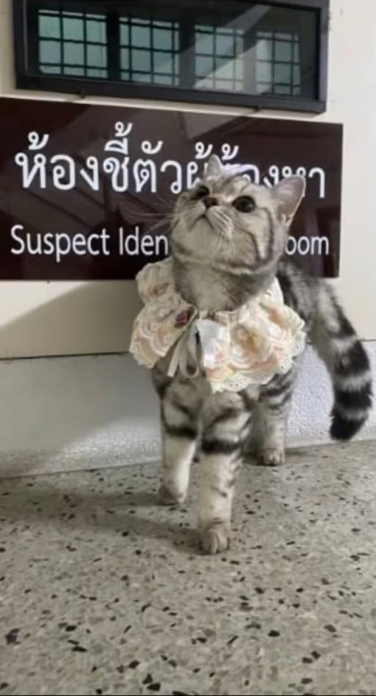 Преступление и кошка