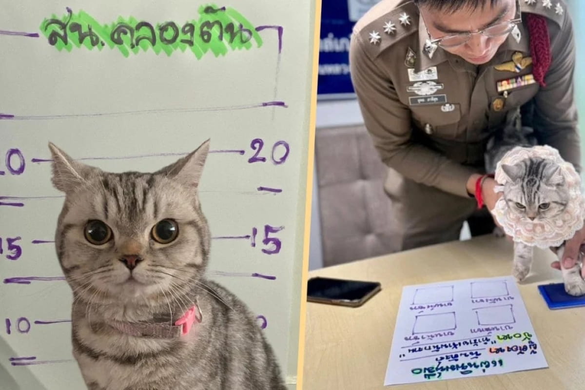 Преступление и кошка