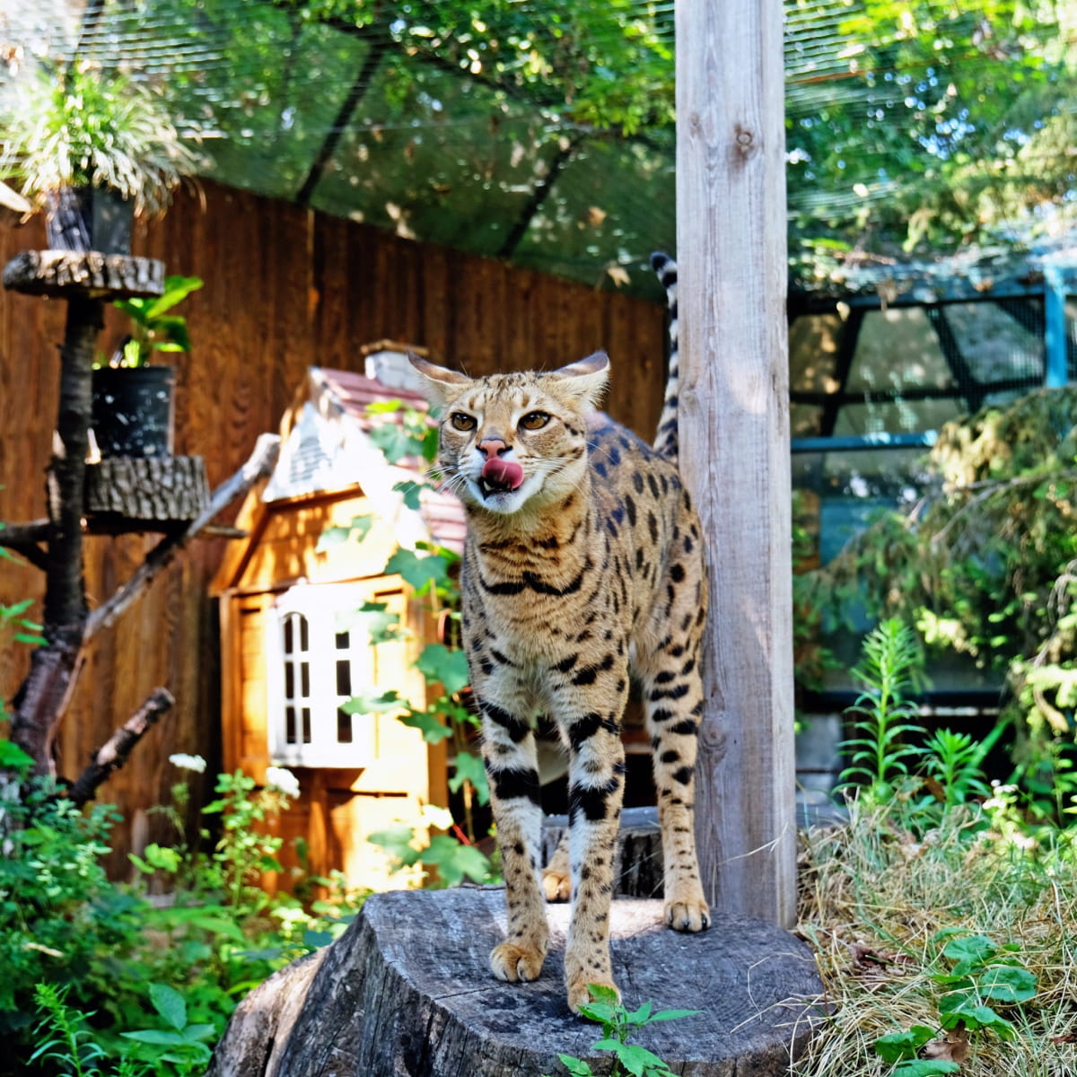 Саванна кошка