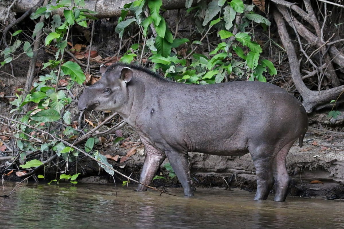 Тапир бразильский (Tapirus terrestris)