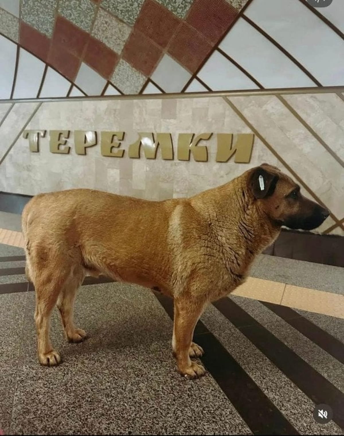 Міша