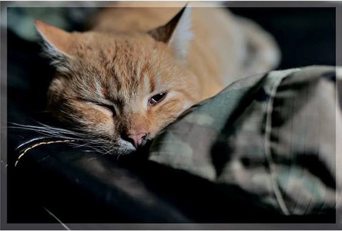 Волонтерська виставка 