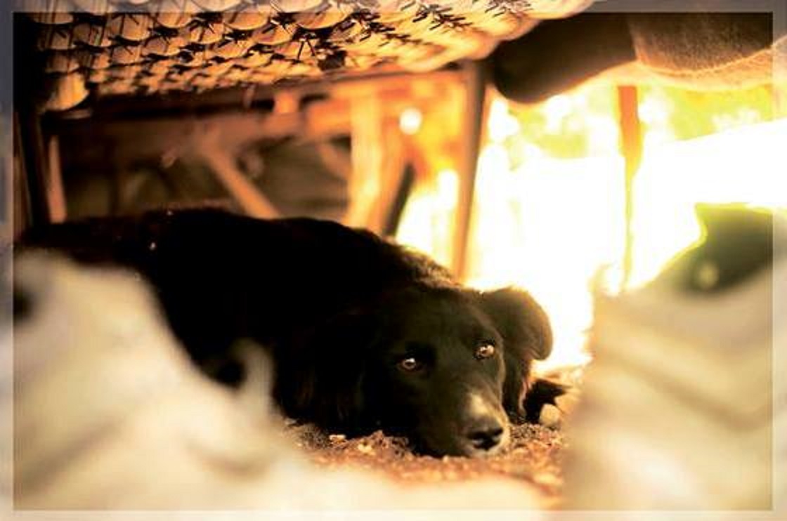 Волонтерська виставка 